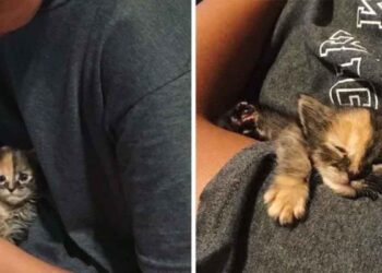 chaton trouvé champ câline jeune homme