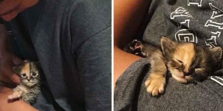 Un chaton trouvé dans un champ câline un jeune homme et insiste pour rester avec lui 1 chaton trouvé champ câline jeune homme