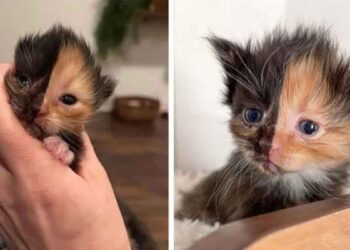 chaton trouvé ressemble deux chats différents