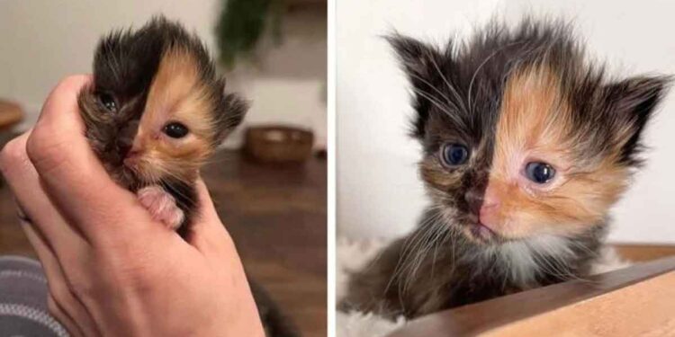 chaton trouvé ressemble deux chats différents