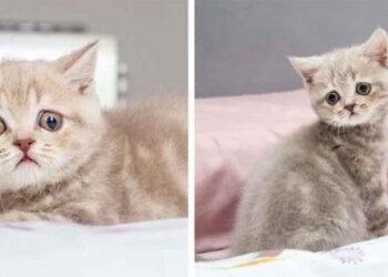 chaton visage inquiet voyage continents famille rêves