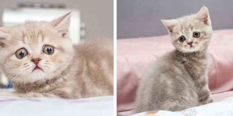 chaton visage inquiet voyage continents famille rêves