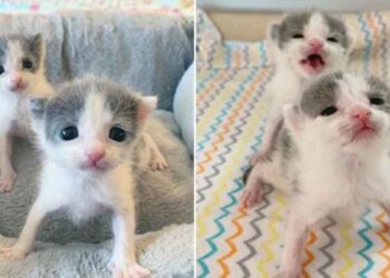 chatons jumeaux restent ensemble s entraidant