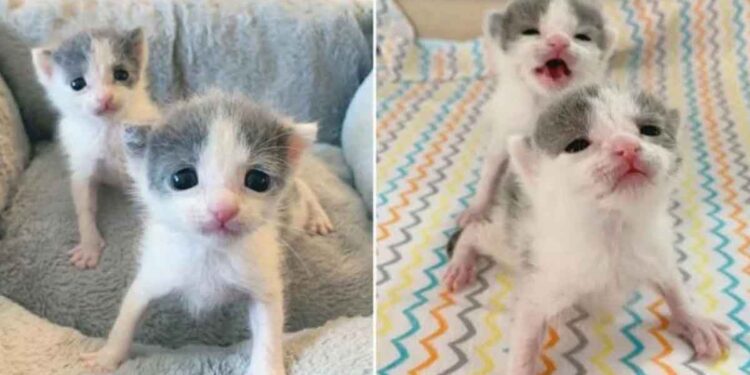 Les chatons jumeaux insistent pour rester ensemble en s'entraidant 1 chatons jumeaux restent ensemble s entraidant