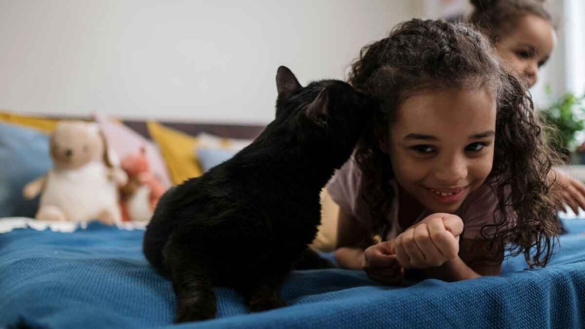 Étude: les chats peuvent répéter les actions humaines 1 chats peuvent répéter actions humaines