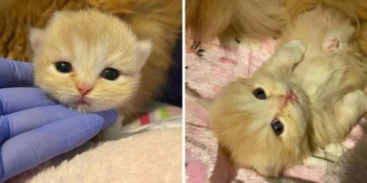 chatte heureuse chaton unique prospérer grâce femme