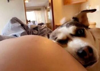 chien adore écouter frère ventre propriétaire