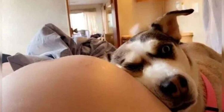 chien adore écouter frère ventre propriétaire