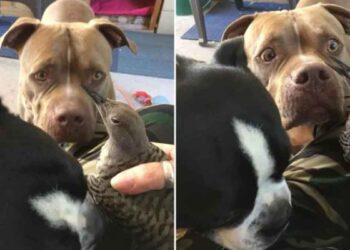 chien apporte propriétaire oiseau blessé