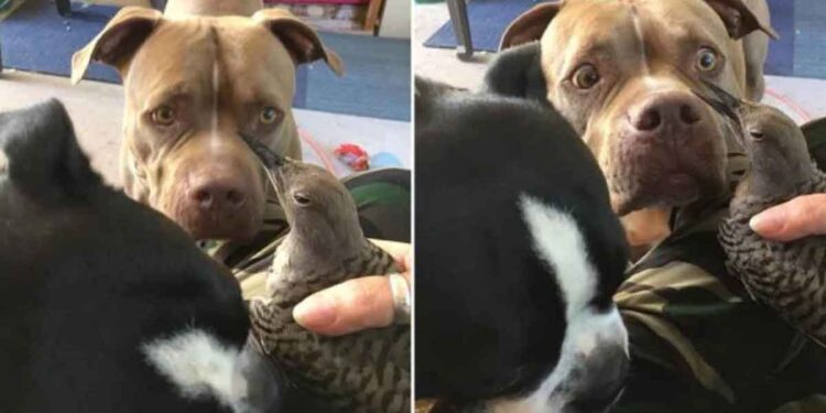 chien apporte propriétaire oiseau blessé
