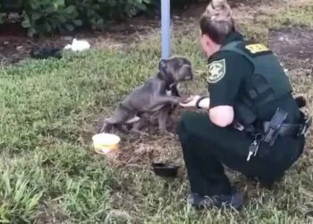 chien attaché poteau tend patte policiere