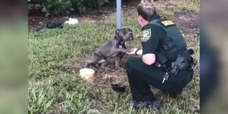 chien attaché poteau tend patte policiere