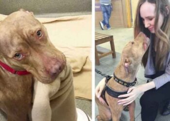 chien doux refuge montre bon garçon faire lit