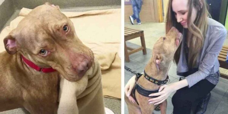 chien doux refuge montre bon garçon faire lit