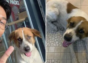 chien errant traque gentil jeune travail