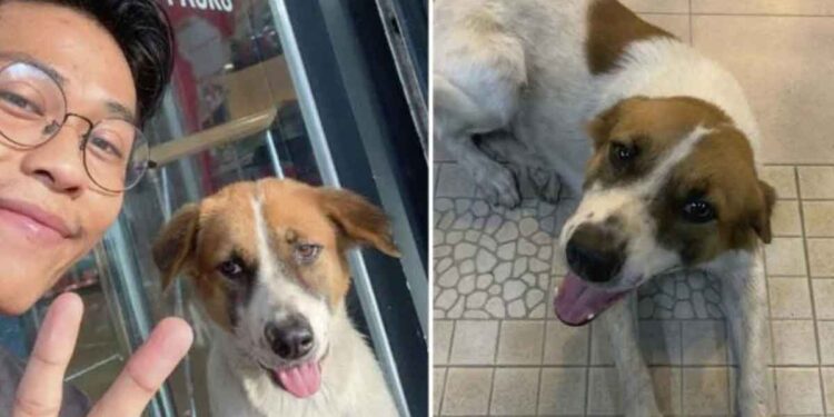 Un chien errant traque le lieu de travail du jeune qui était gentil avec lui, finit par obtenir un "travail" sur son lieu de travail 1 chien errant traque gentil jeune travail