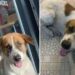Un chien errant traque le lieu de travail du jeune qui était gentil avec lui, finit par obtenir un "travail" sur son lieu de travail 6 chien errant traque gentil jeune travail
