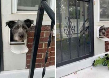 chien façon bonjour boîte aux lettres