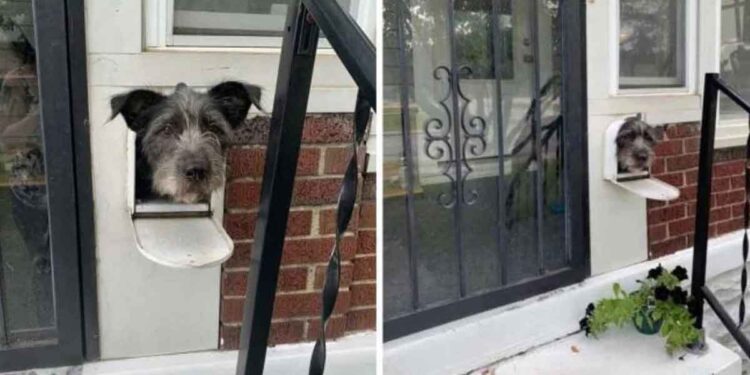 Ce chien réalise que la boîte aux lettres est le moyen idéal pour saluer le quartier 1 chien façon bonjour boîte aux lettres