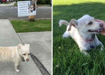 chien fait semblant perdu gens arrêtent donnent amour