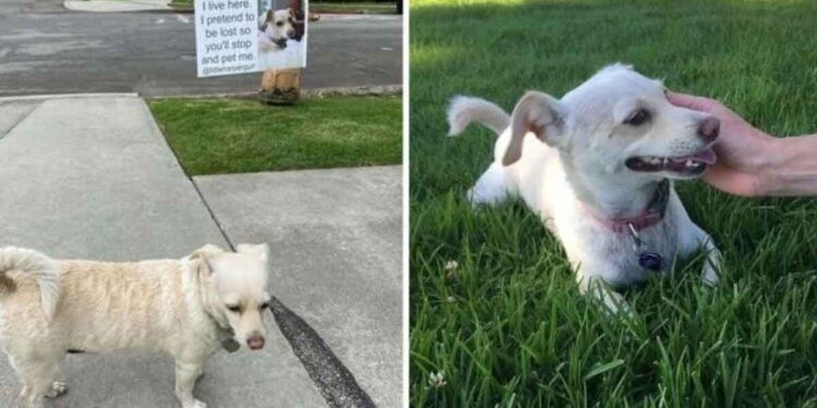 Le petit chien fait semblant d'être perdu pour que les gens s'arrêtent et lui donnent de l'amour 1 chien fait semblant perdu gens arrêtent donnent amour