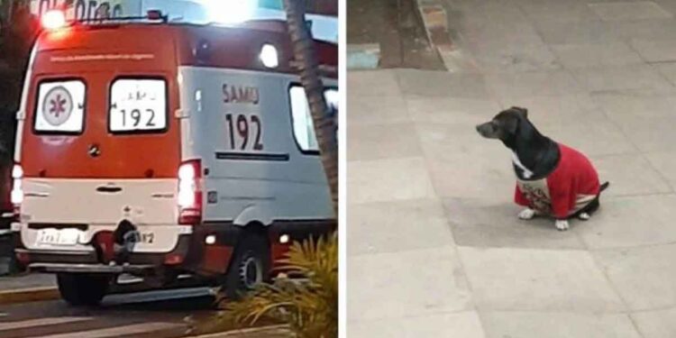 chien fidèle monte ambulance suivre propriétaire