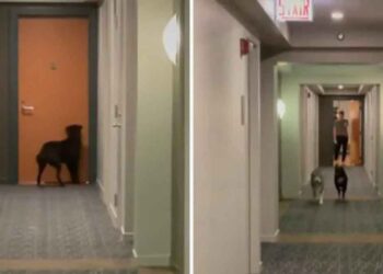 chien frappe porte meilleur ami soirs jouer