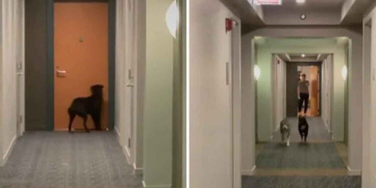 chien frappe porte meilleur ami soirs jouer