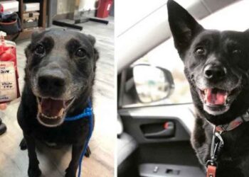 chien heureux sauver chiot