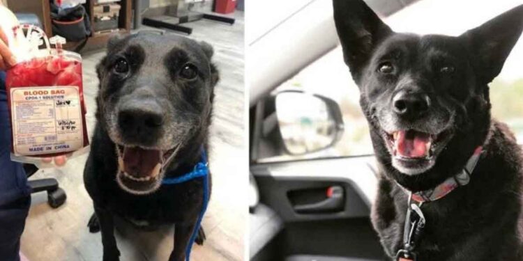 chien heureux sauver chiot