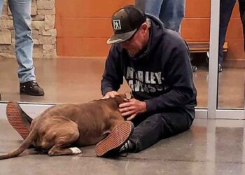 chien perdu sourit première fois propriétaire retrouve