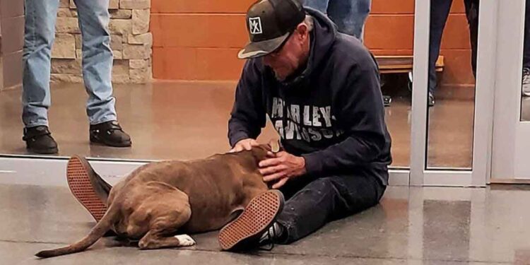 Un chien perdu sourit pour la première fois quand son propriétaire le retrouve 1 chien perdu sourit première fois propriétaire retrouve