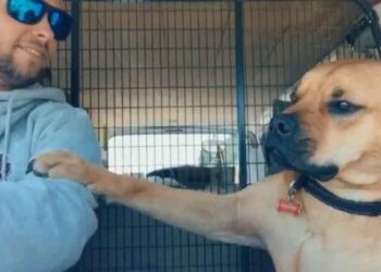 chien sauvé donne main nouveau propriétaire