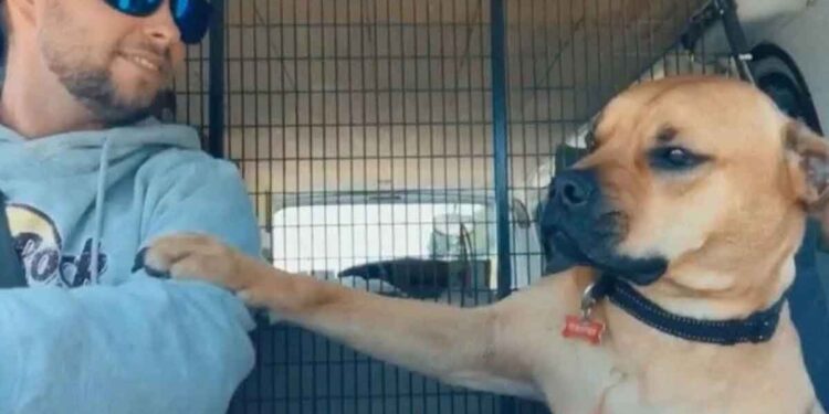 chien sauvé donne main nouveau propriétaire