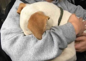 chien secouru fait câlins femme sauve