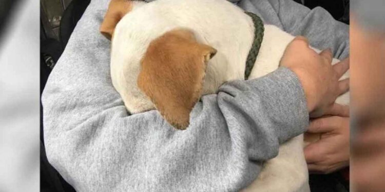Un chien fait à la femme le plus doux des câlins lorsqu'il se rend compte qu'il est sauvé 1 chien secouru fait câlins femme sauve