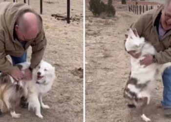 chien sourd aveugle reconnaît grand père après un an