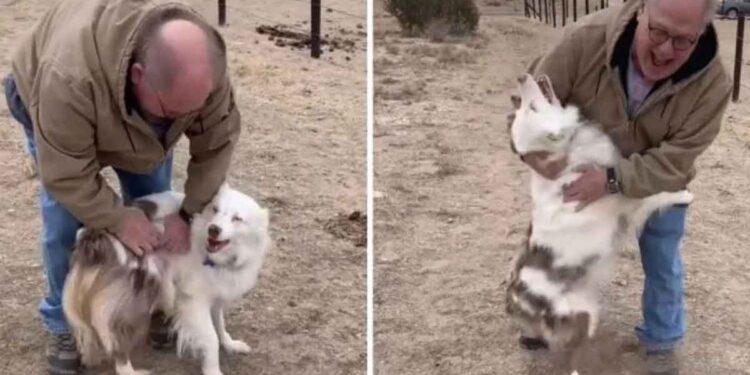 Un chien aveugle et sourd reconnaît immédiatement le grand-père après un an 1 chien sourd aveugle reconnaît grand père après un an