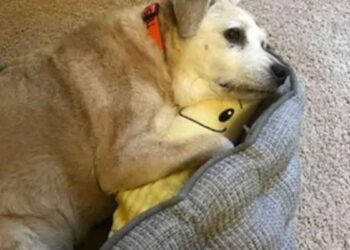 chienne 20 ans fait câlins banane peluche