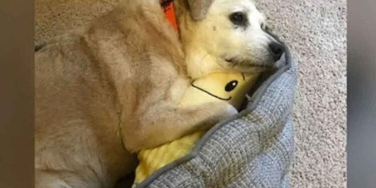Une chienne de 20 ans se blottit toujours contre sa banane en peluche 1 chienne 20 ans fait câlins banane peluche