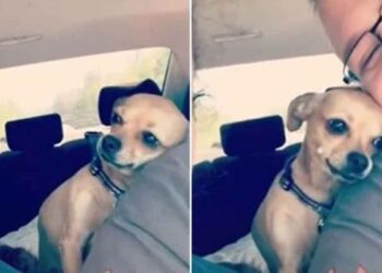 chienne pas peur femme mari appartient