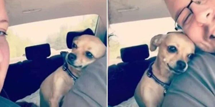 Une chienne n'a pas peur de faire savoir à la femme que son mari lui appartient 1 chienne pas peur femme mari appartient