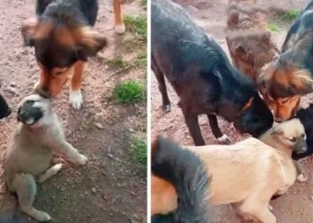 chiot accueilli chiens refuge