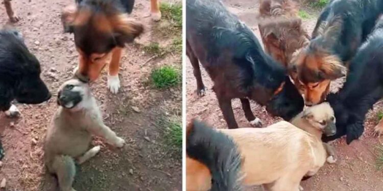 chiot accueilli chiens refuge