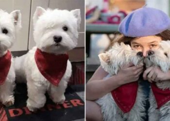 chiots sauvés vivent vie meilleure