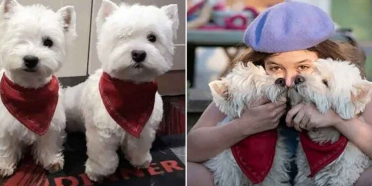 chiots sauvés vivent vie meilleure