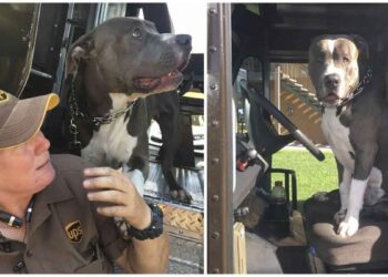 conductrice UPS adopte pitbull mort propriétaire