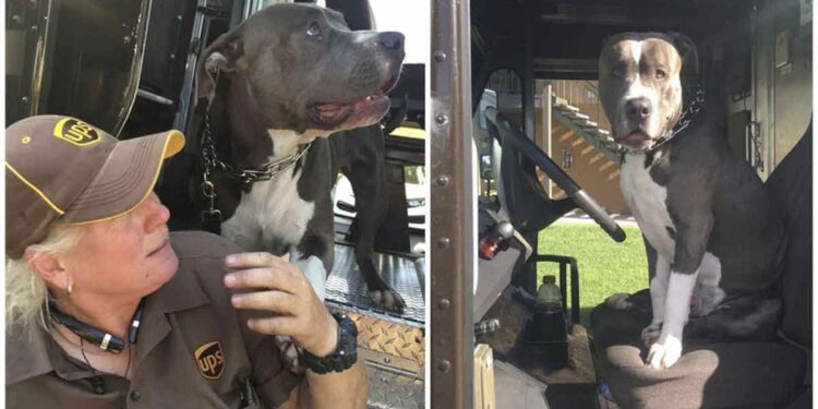 conductrice UPS adopte pitbull mort propriétaire