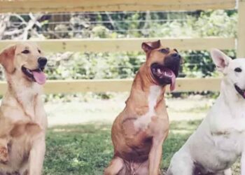 couple adopte des chiens à 3 pattes