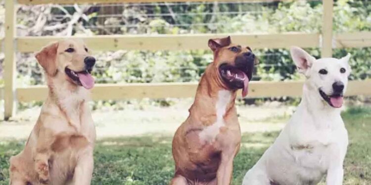 couple adopte des chiens à 3 pattes